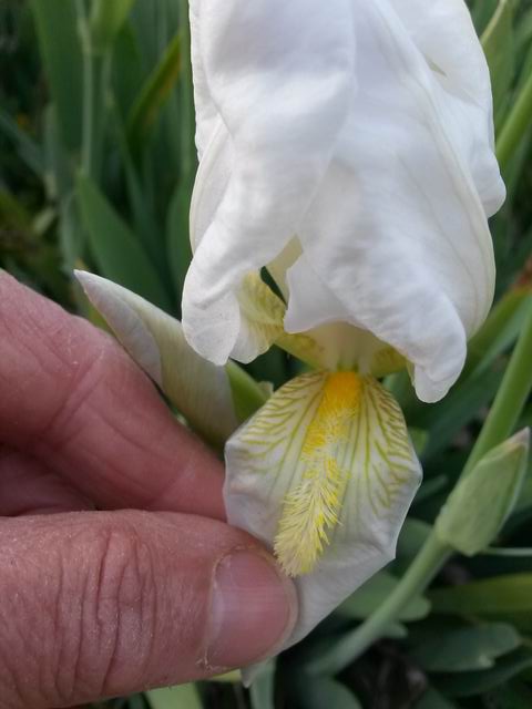 Iris x albicans